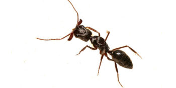 Your Local Exterminator Exterminator