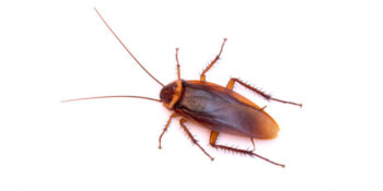 Your Local Exterminator Exterminator